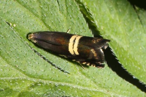 Réf. 259 403 : Grapholita sp.